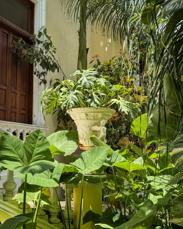 Macetón antiguo entre el follaje denso de un rincón del jardín